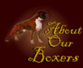 Click here to find out about OUR Boxers