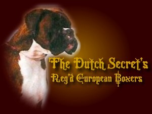 welcome to "The Dutch Secret's " European Boxer 